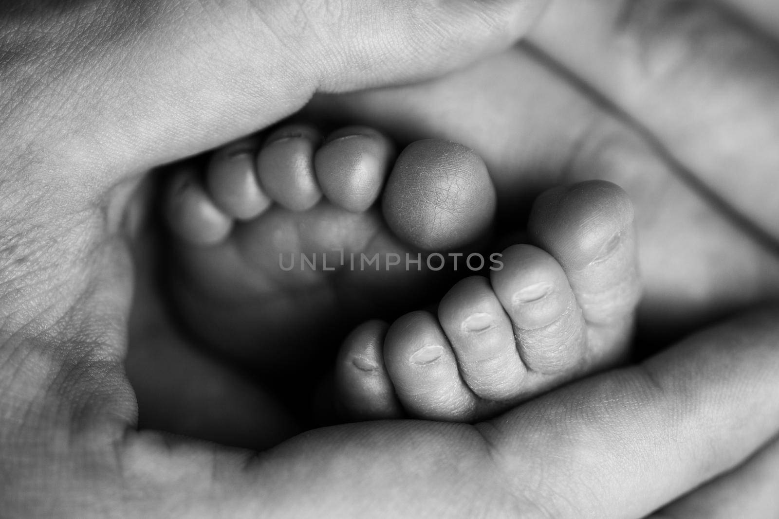 Children's feet in hold hands of mother and father on white. Mother, father and newborn Child. Happy Family people concept. Black and white. High quality photo