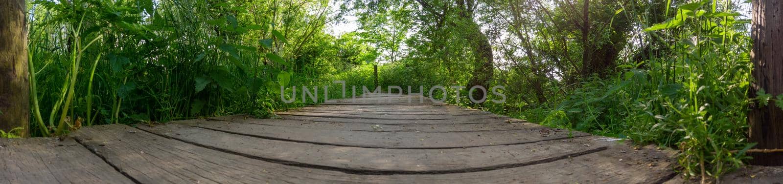 Lowangle panoramic view on a wooden footpaht in a natural reserve like the Blankaart in Diksmuide