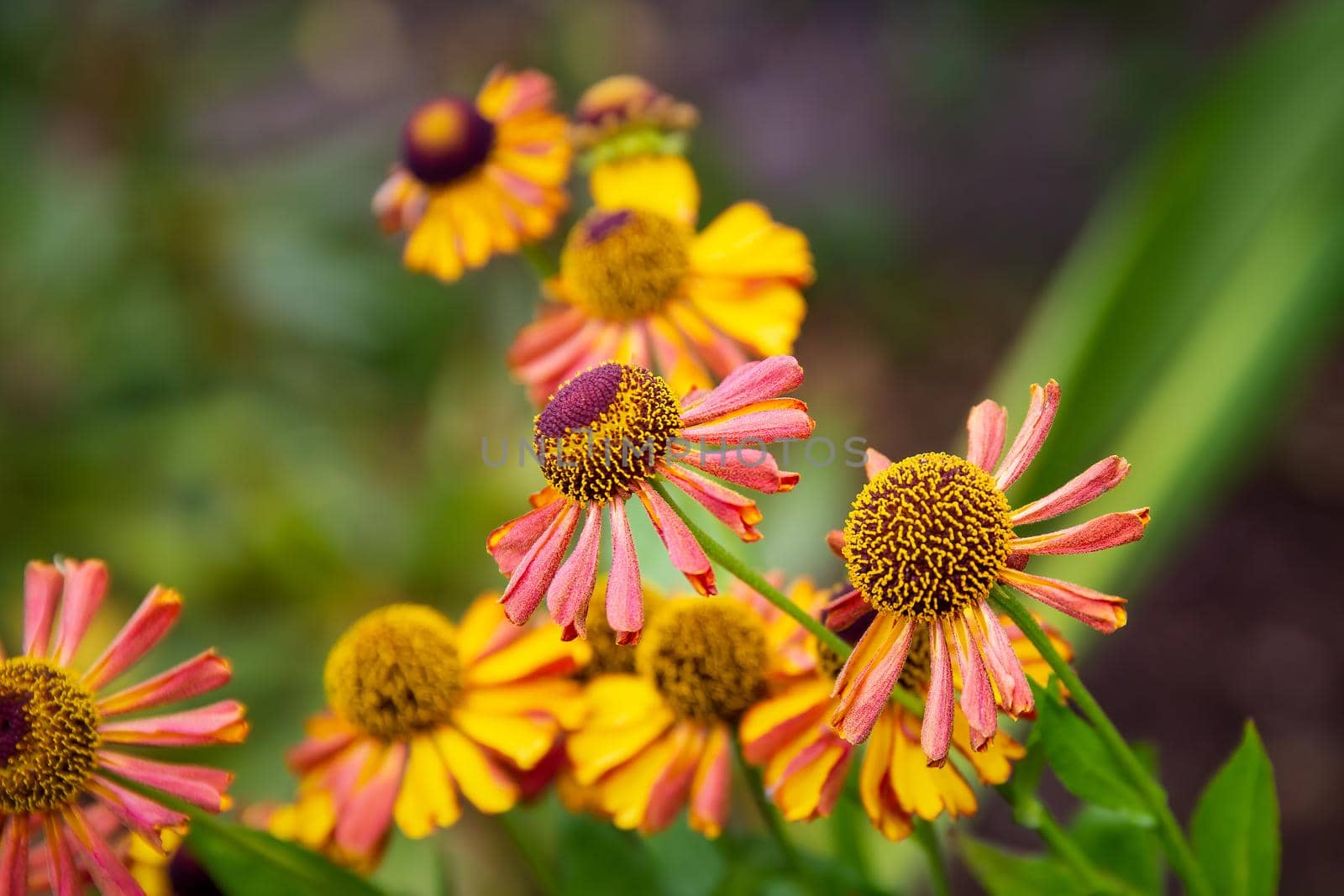 Colourful summer flowering Helenium flowers also known as Sneezeweed