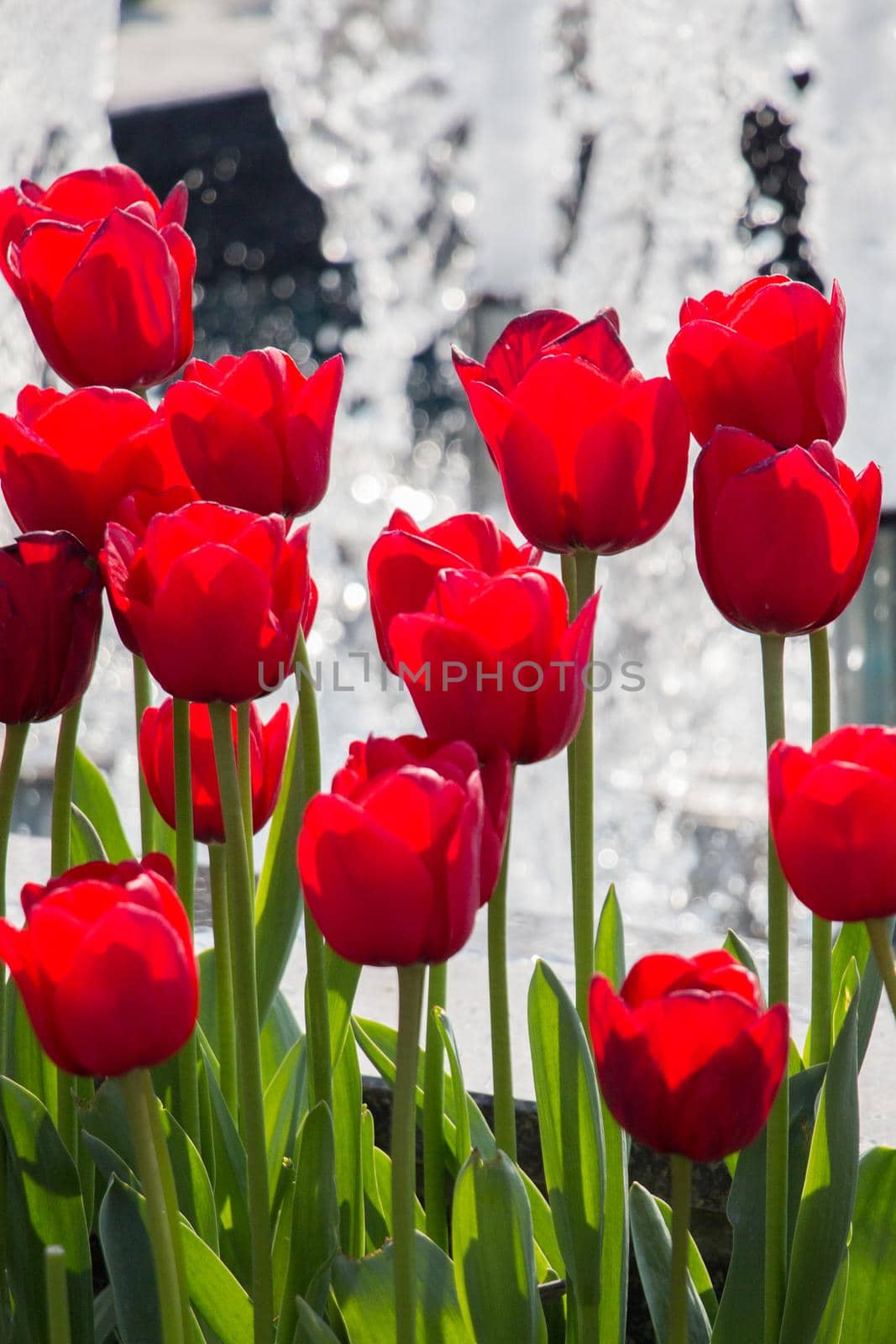 Red color tulip flowers in the garden by berkay