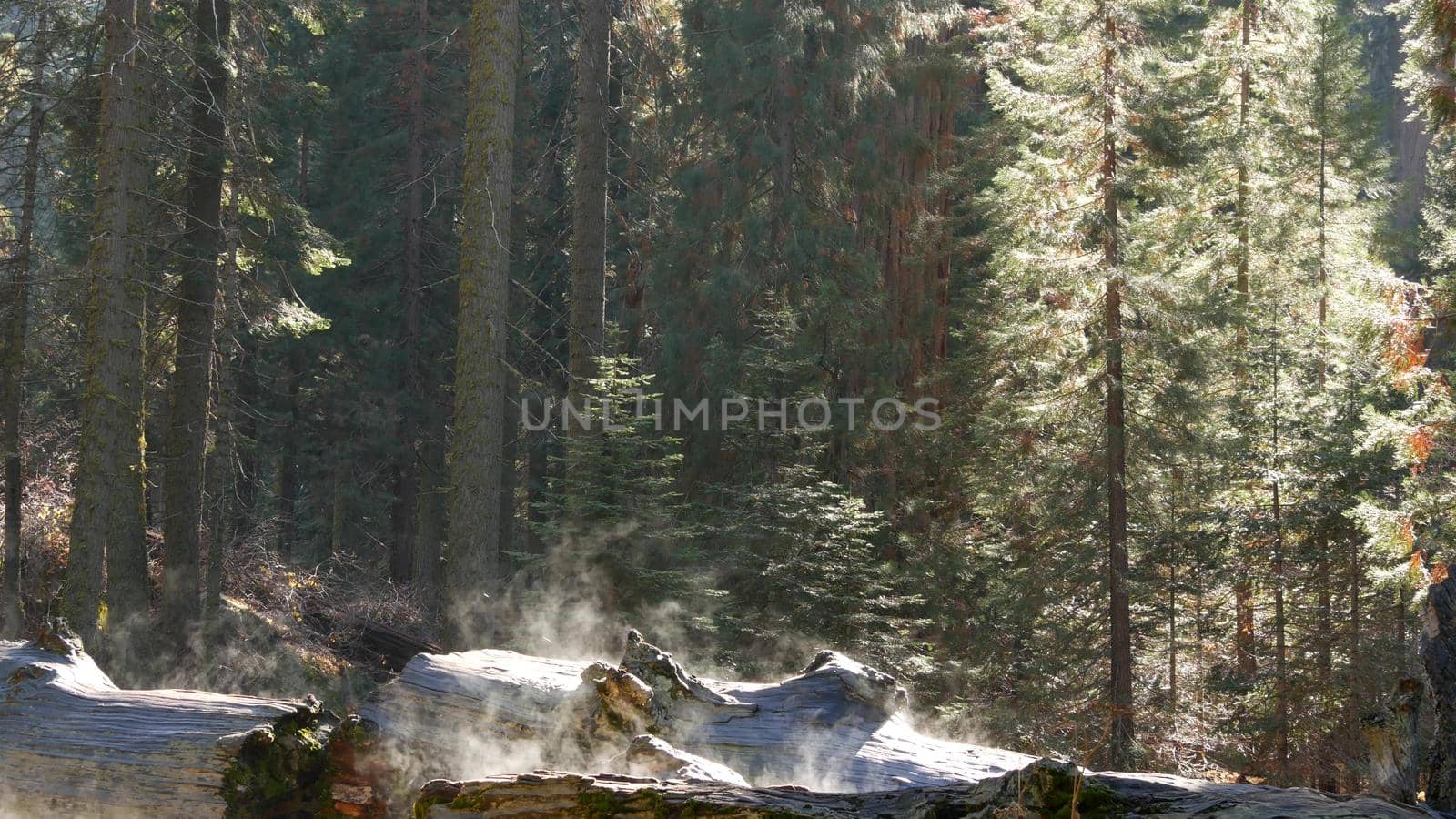 Fog rising in sequoia forest, fallen redwood trunks in old-growth wood. Misty morning in coniferous woodland, national park of Northern California, USA. Large uprooted pine trees, haze in sunlight.