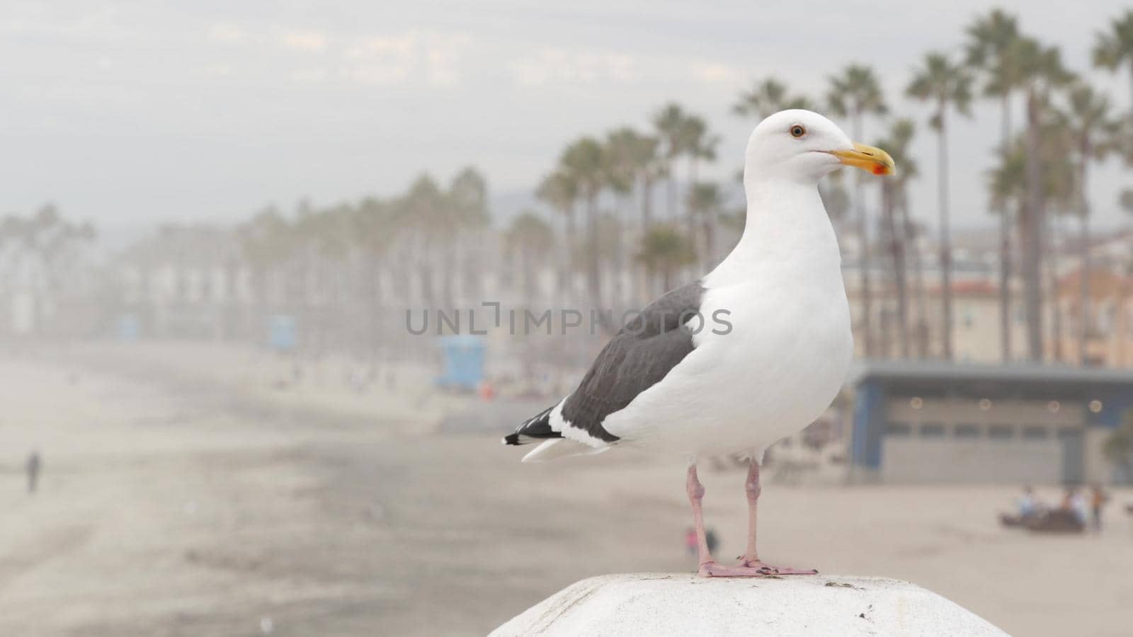 White seagull, California pacific ocean beach. Misty cold winter weather, seascape in fog, cloudy overcast grey sky. Lovely bird close up, pier in Oceanside waterfront sea resort, USA. Calm atmosphere