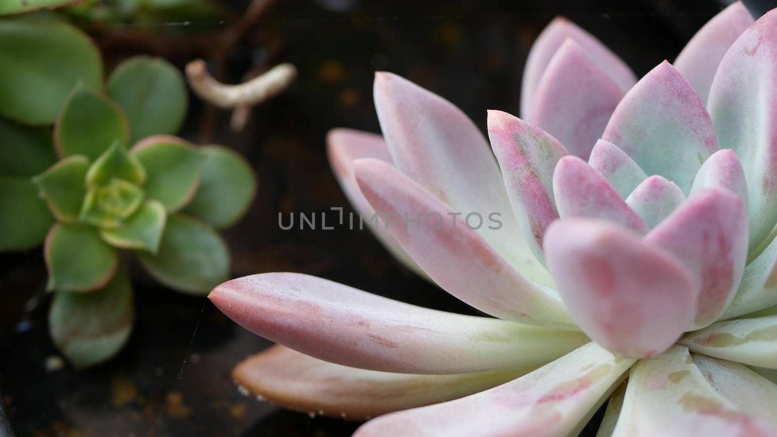 Succulent plants collection, gardening in California, USA. Home garden design, diversity of various botanical hen and chicks. Assorted mix of decorative ornamental echeveria houseplants, floriculture.