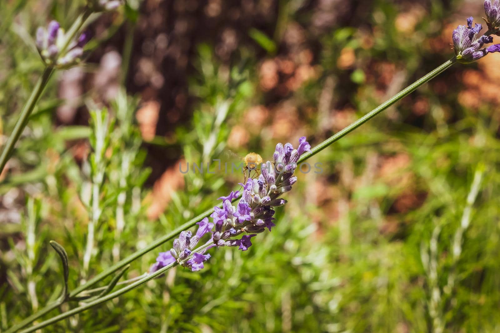 Closeup of a bee preparing to suck nectar from a beautiful lavender flower, during the summer season.