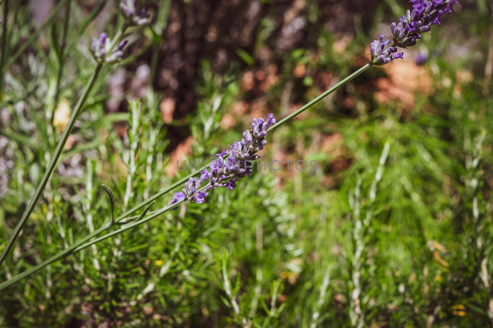 Closeup of a beautiful lavender flower during the summer season. by silentstock639