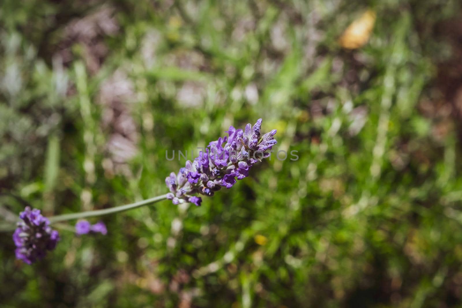 Closeup of a beautiful lavender flower during the summer season, with its characteristic color.