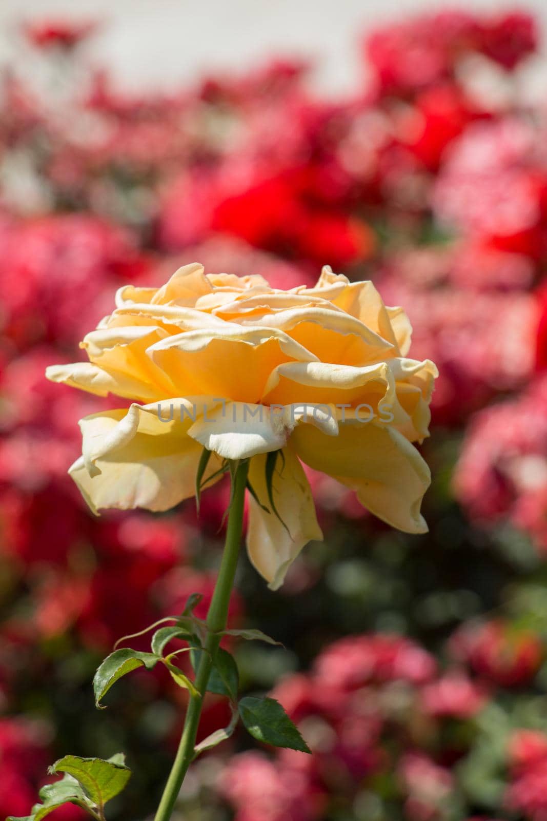 Blooming beautiful colorful rose in garden nature background