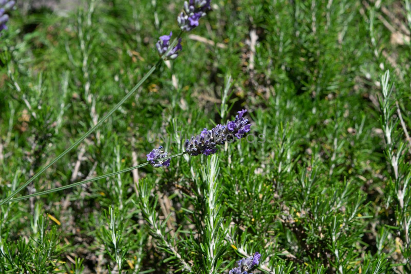 Closeup of a beautiful lavender flower during the summer season, with its characteristic color.