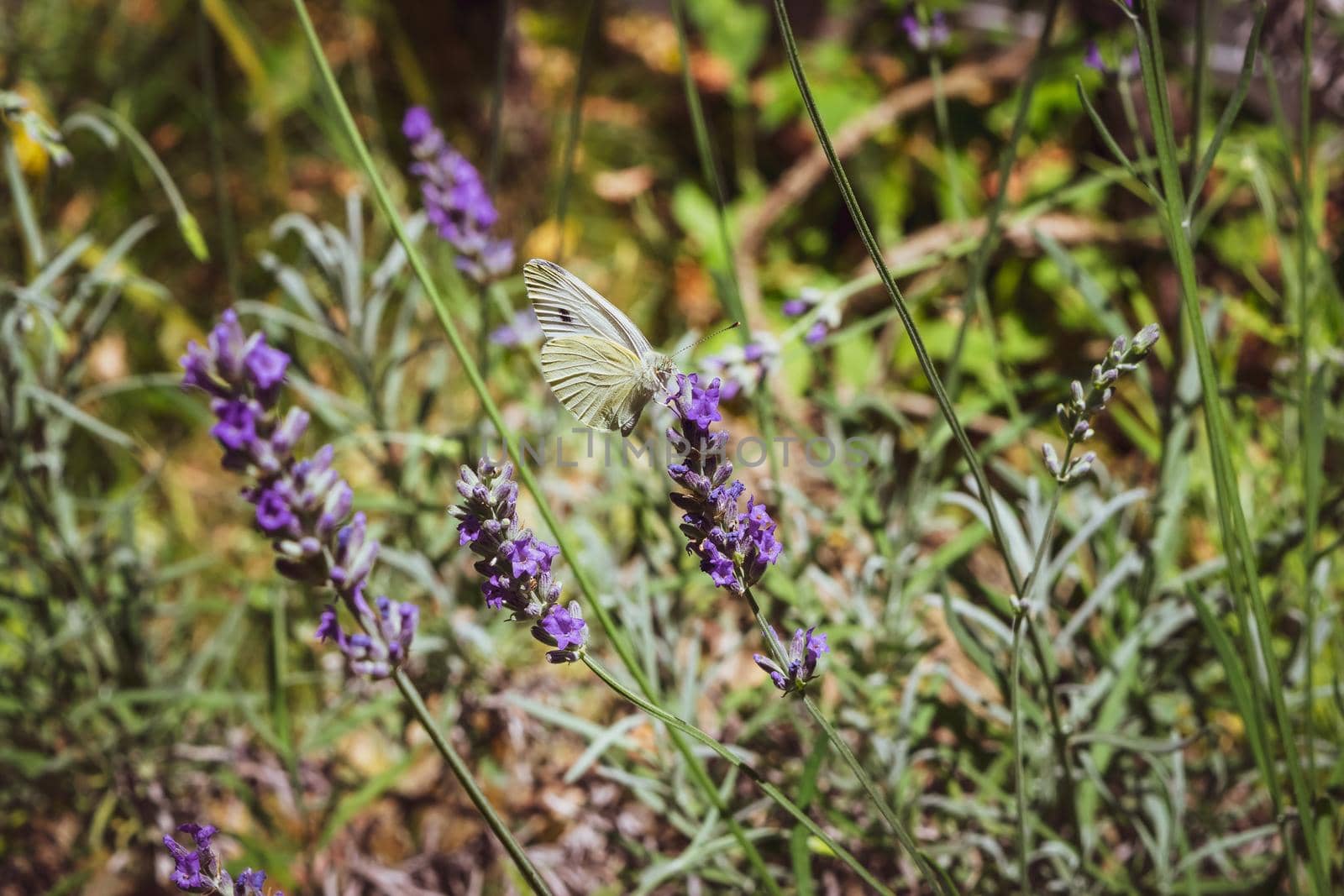 Closeup of a butterfly preparing to suck nectar from a beautiful lavender flower by silentstock639