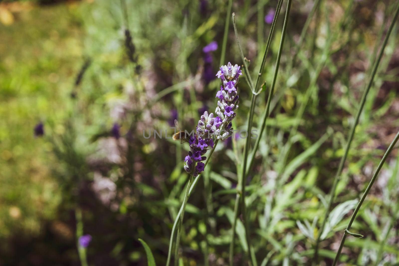 Closeup of a bee preparing to suck nectar from a beautiful lavender flower, during the summer season.