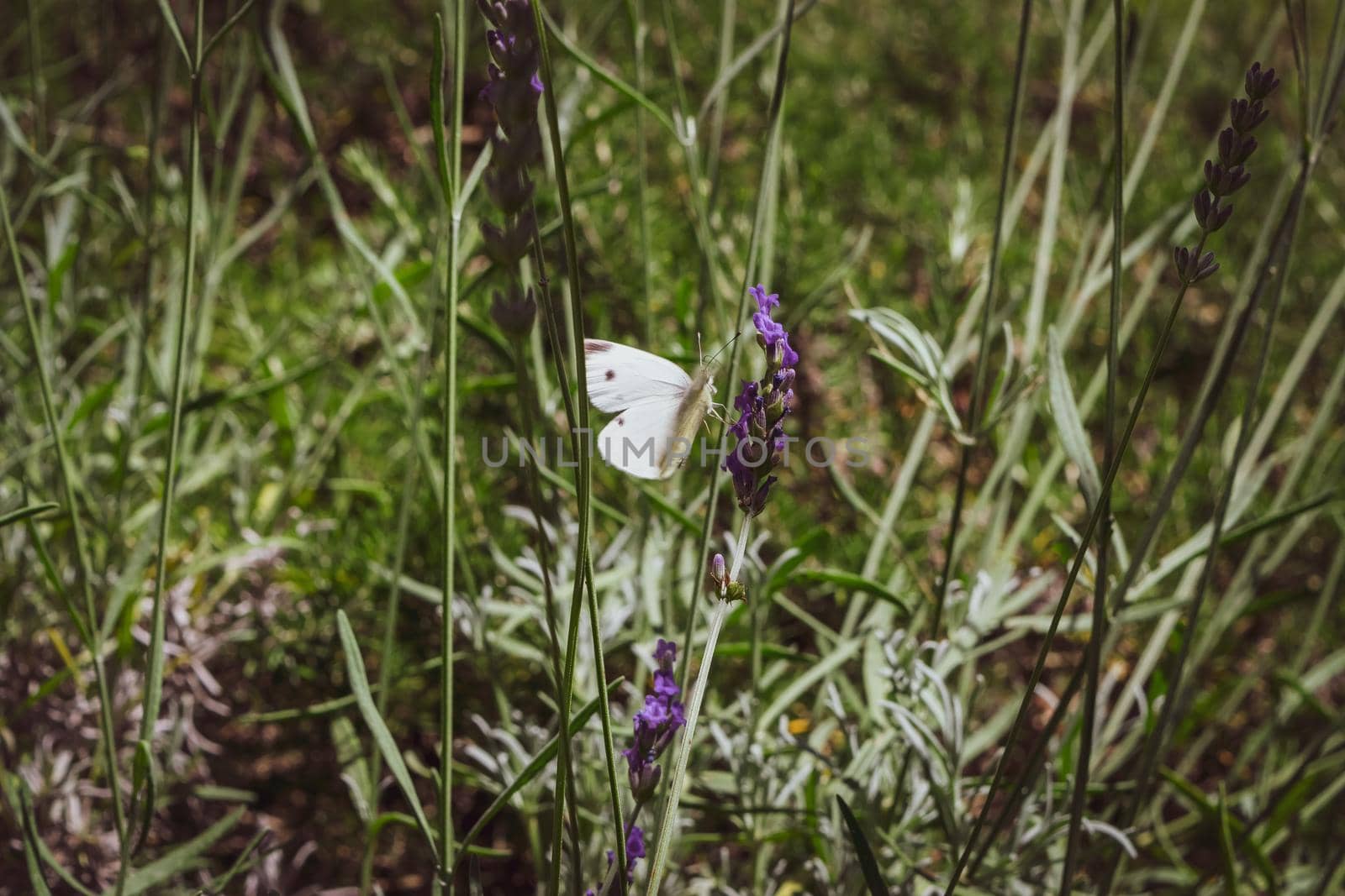 Closeup of a butterfly preparing to suck nectar from a beautiful lavender flower by silentstock639