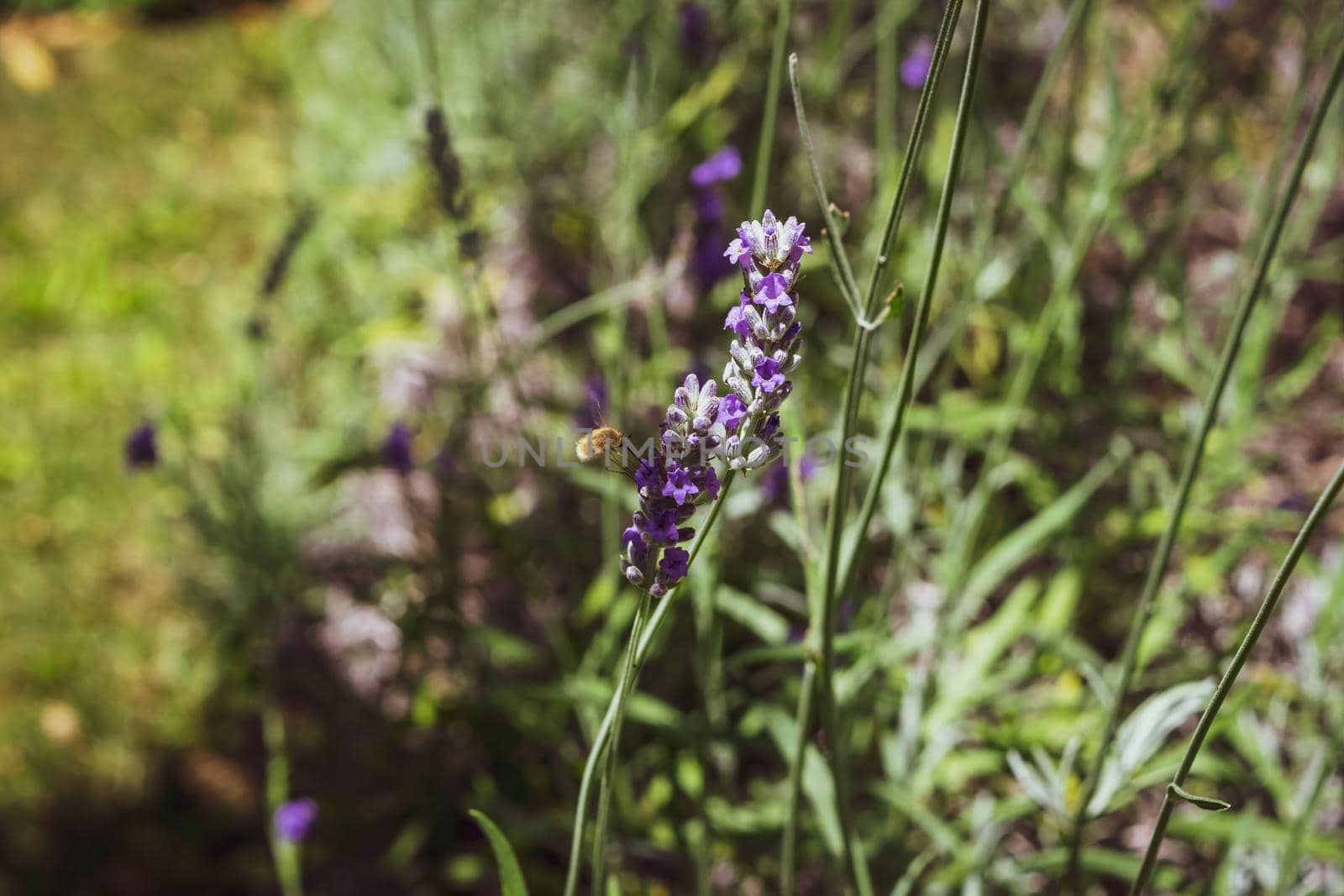 Closeup of a bee preparing to suck nectar from a beautiful lavender flower by silentstock639