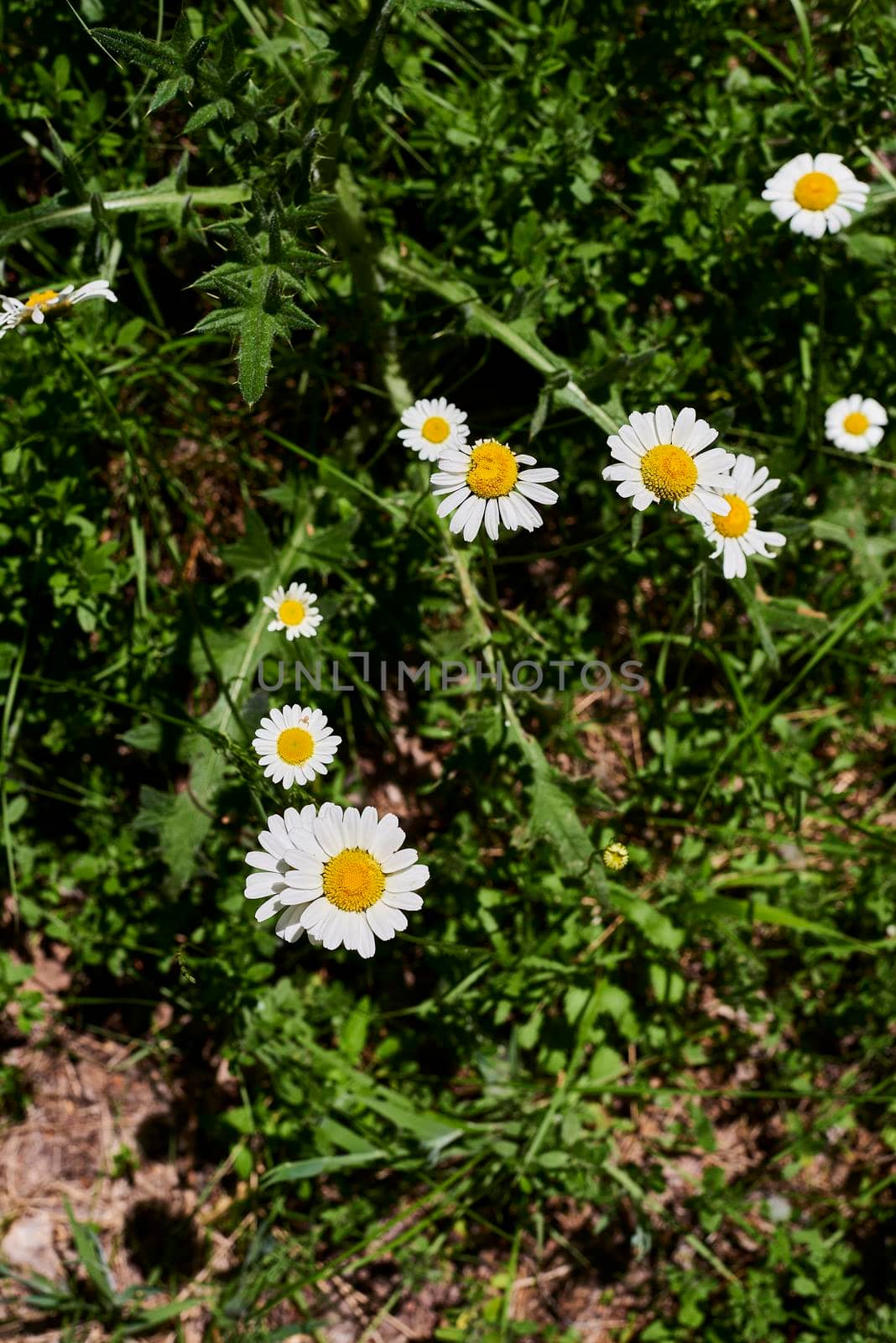 A group of flowers, daisies by raul_ruiz