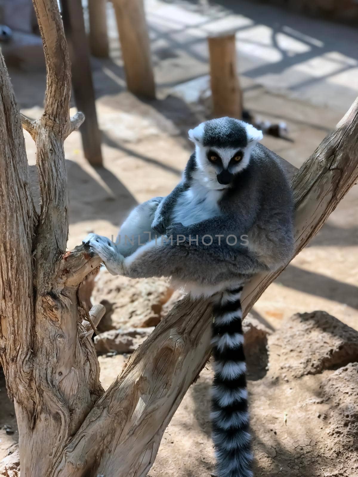 Monkey Lemur, Tenerife, Canary Islands, Spain by kaliaevaen