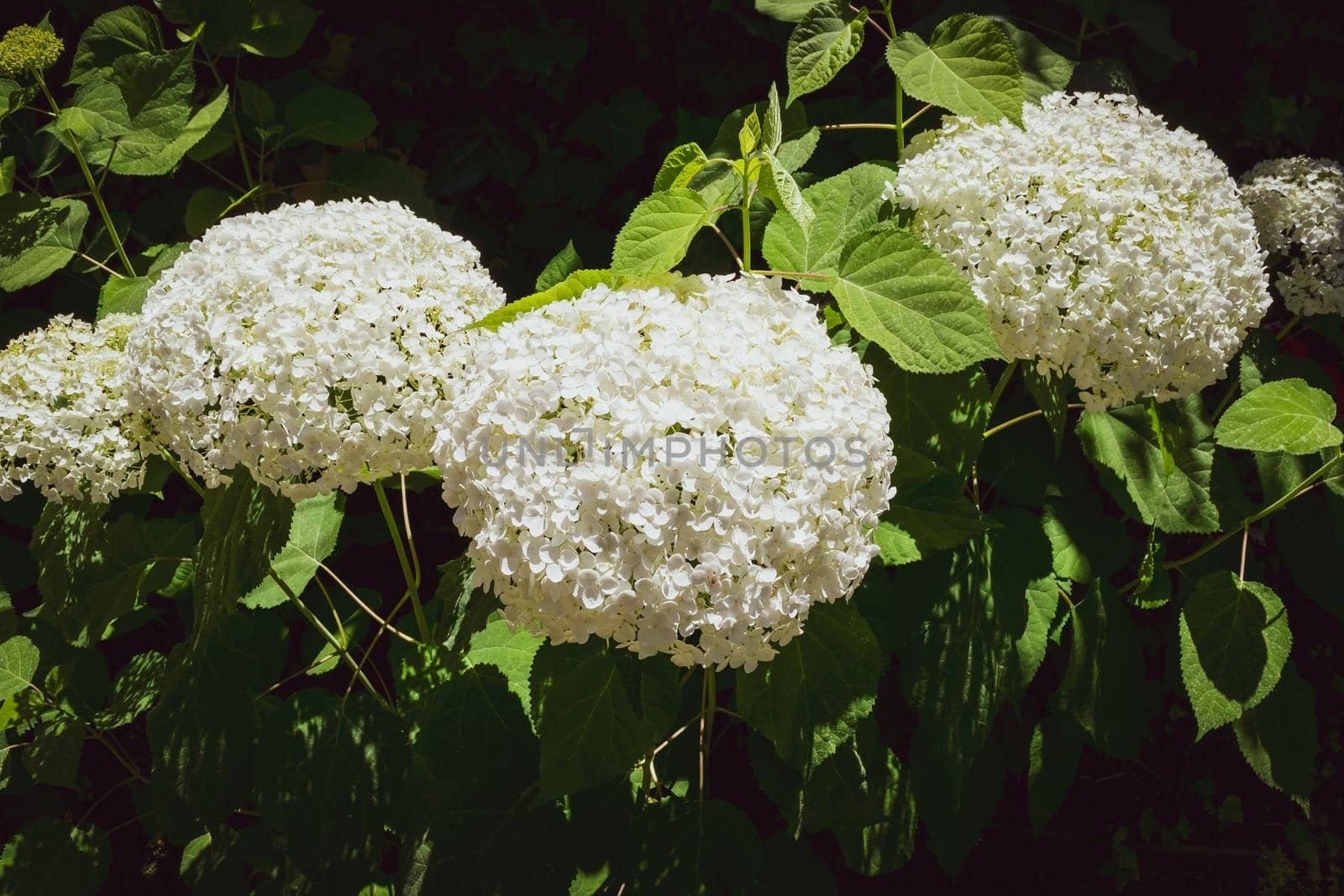 Closeup of a splendid white hydrangea plant with its characteristic flowers. by silentstock639