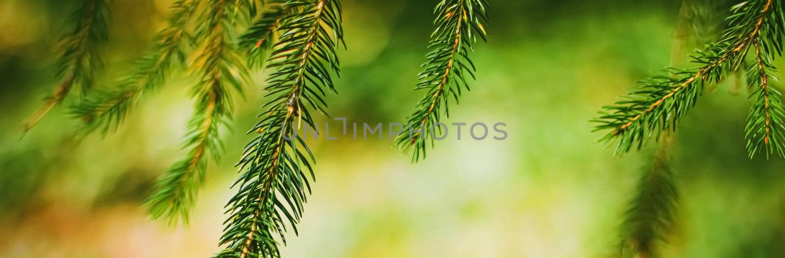 Spruce tree branches as abstract nature background and natural environment concept