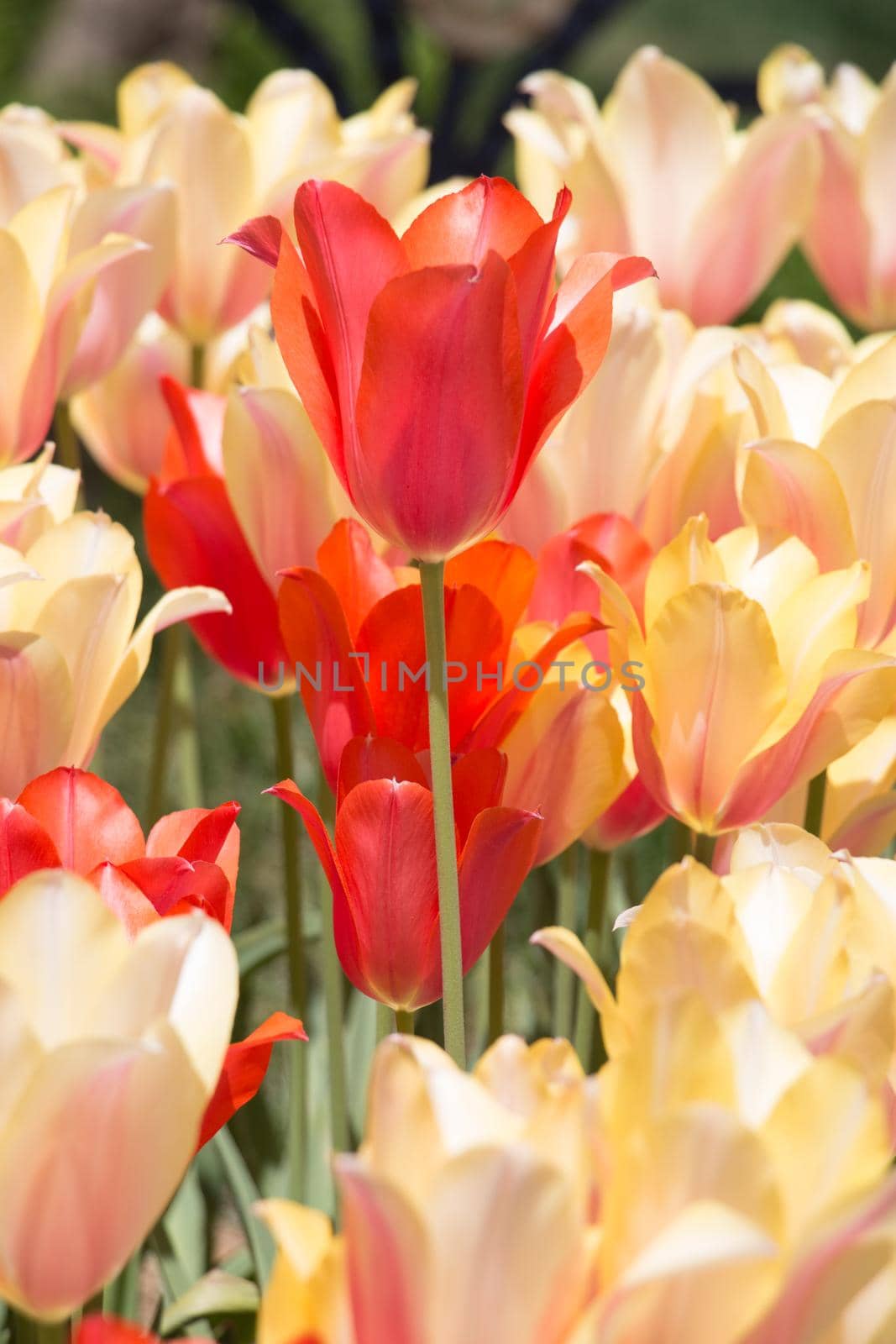 Colorful tulip flower bloom in the garden by berkay