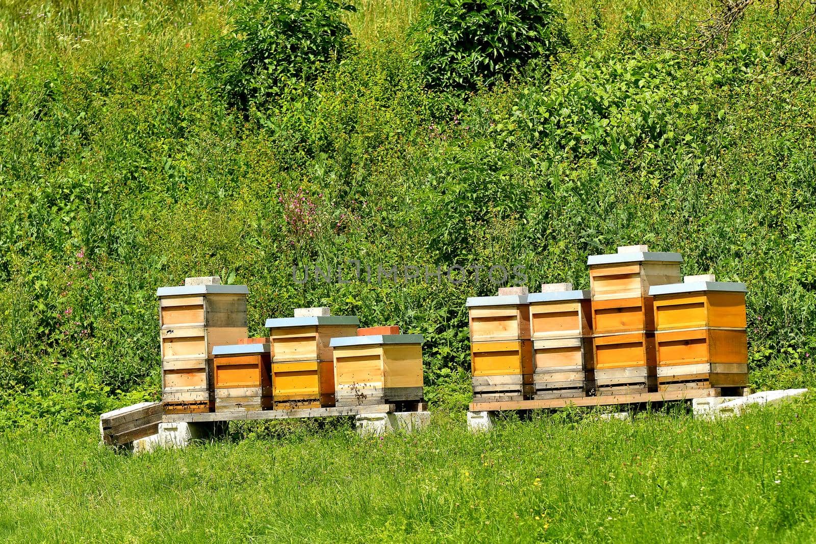 beehives in a meadow in summertime in Germany by Jochen