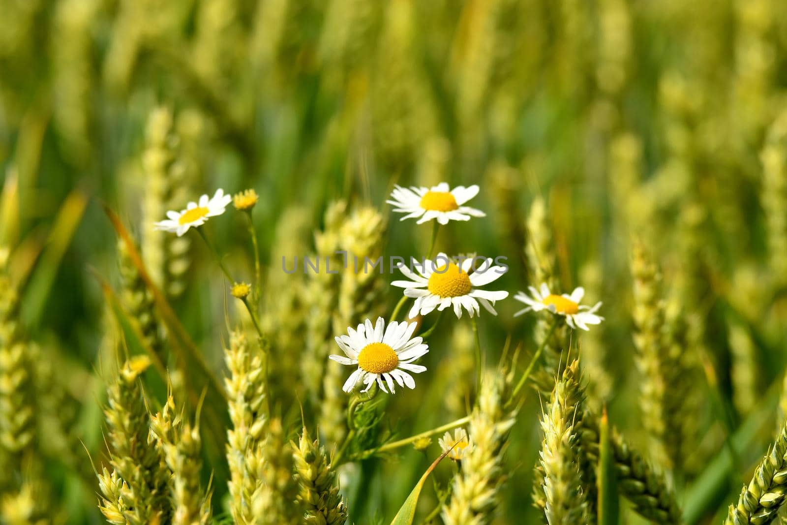 Chamomile at a field of wheat in Germany