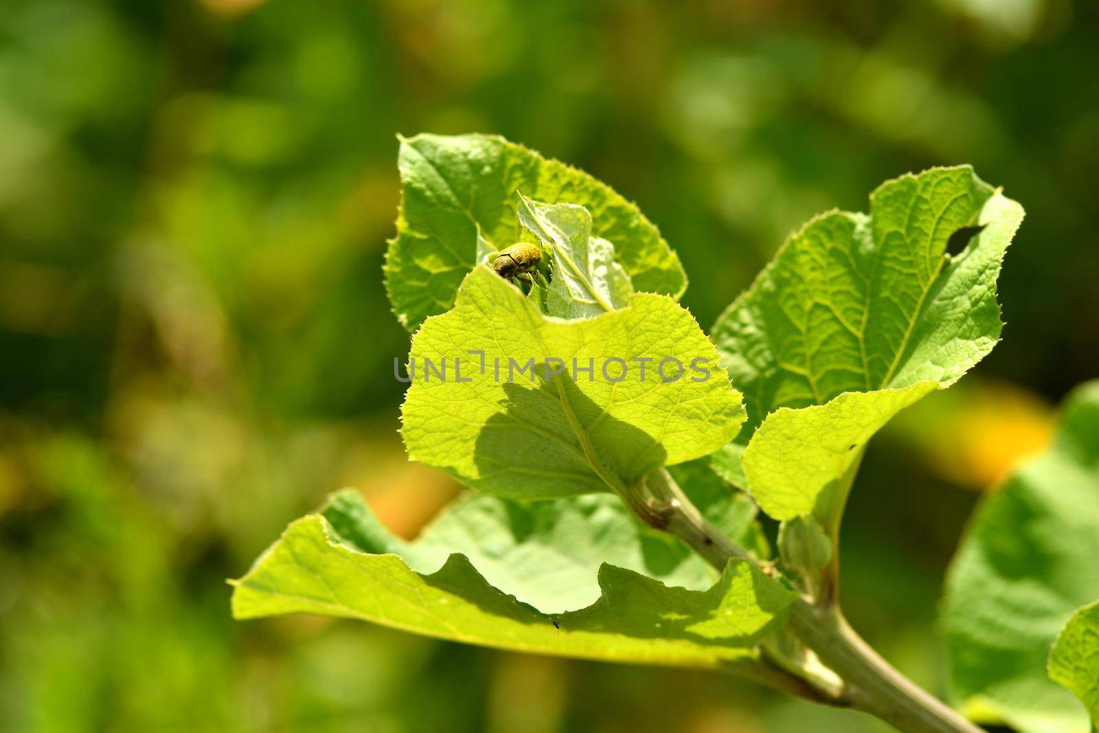 young burdock leaves in summertime