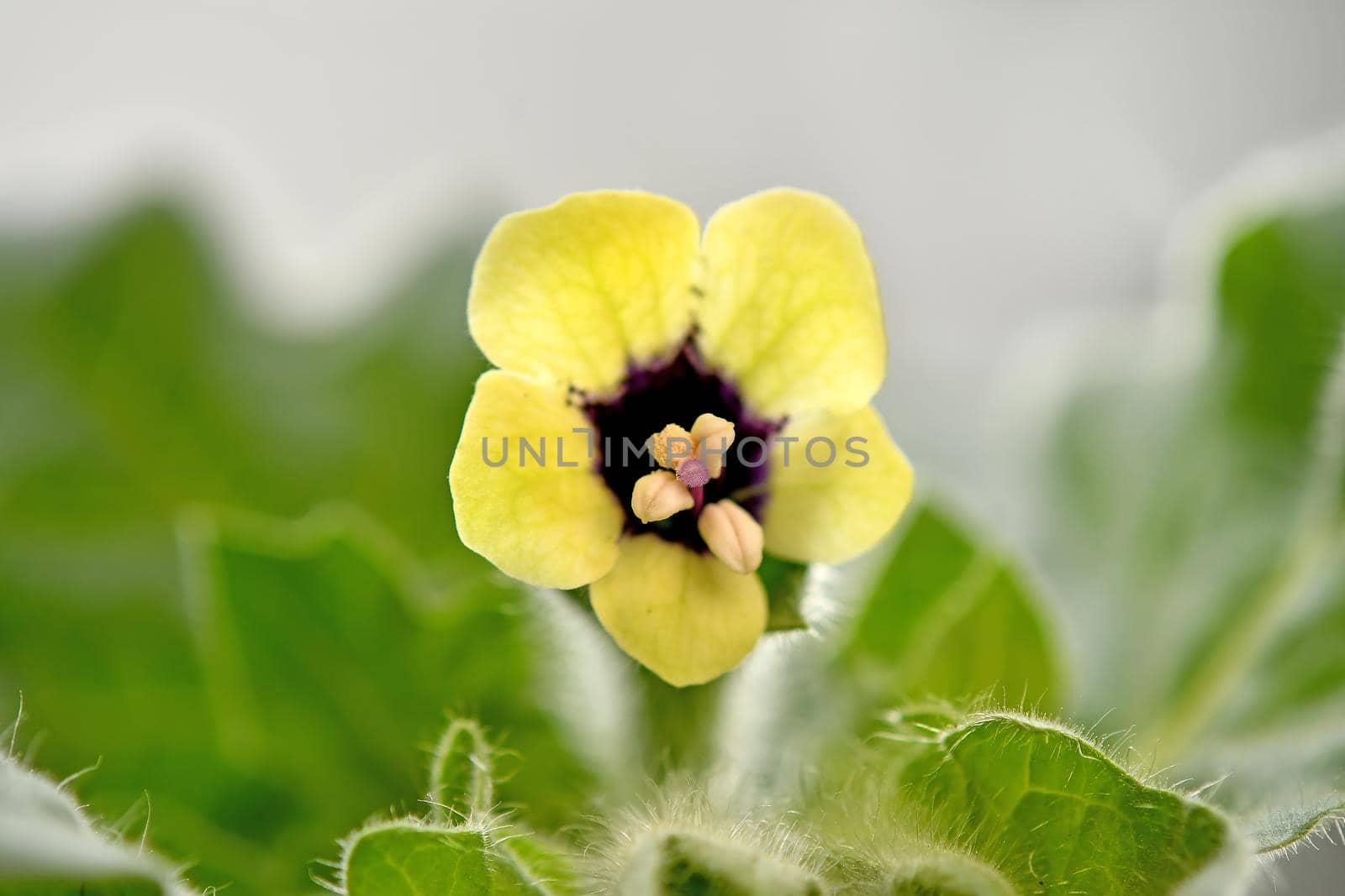 white henbane, medicinal plant and drug with flower