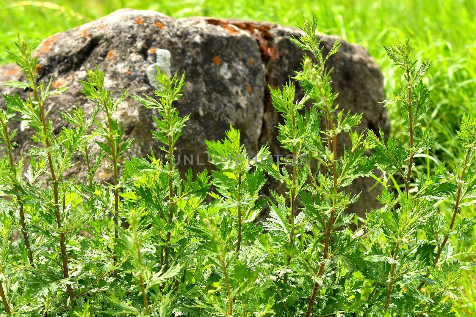 common mugwort, medicinal plant with leaves