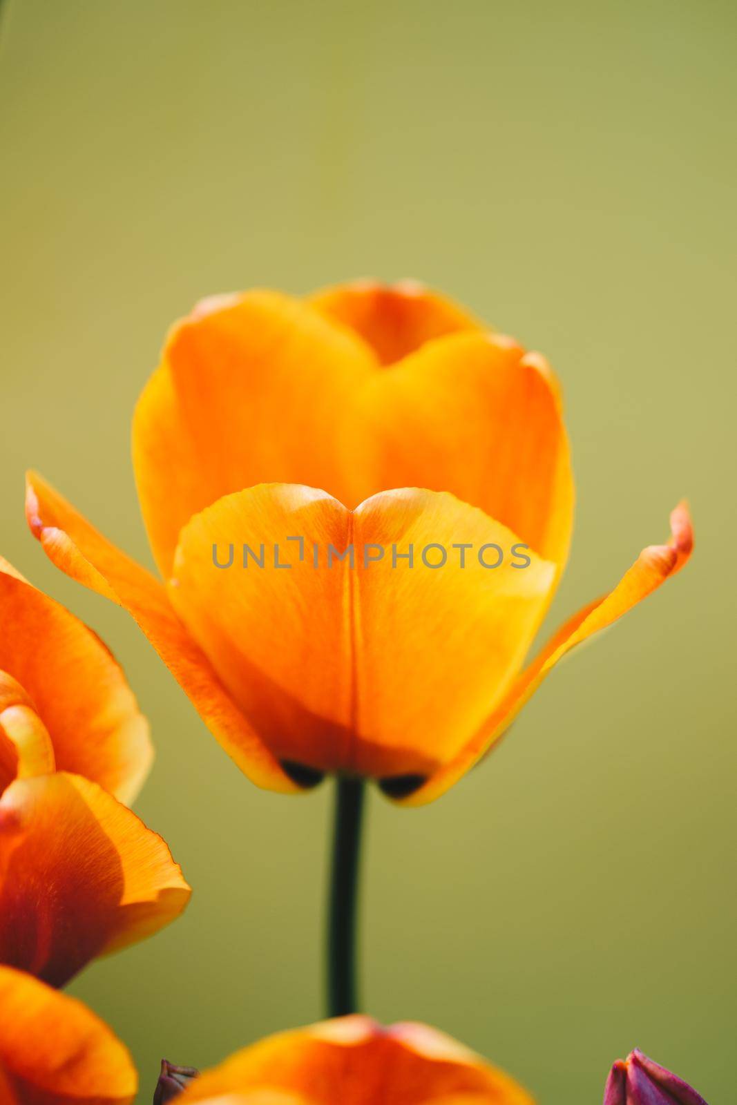 Colorful tulip flower bloom with a colorful background by berkay