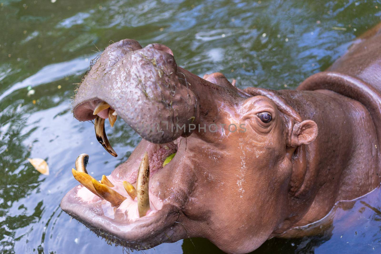 Hippopotamus wide open in the water by domonite