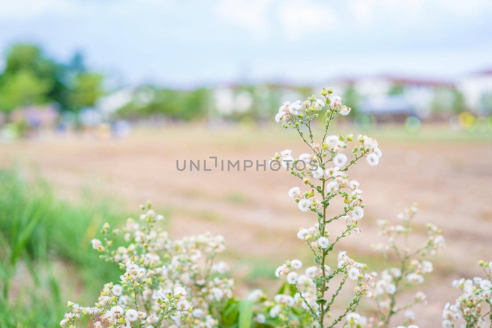 Spring grass flower nature with town background