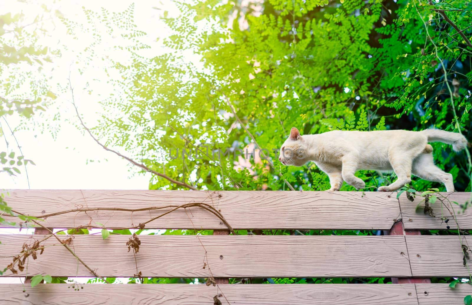 white cat walking on the wall with nature background by domonite