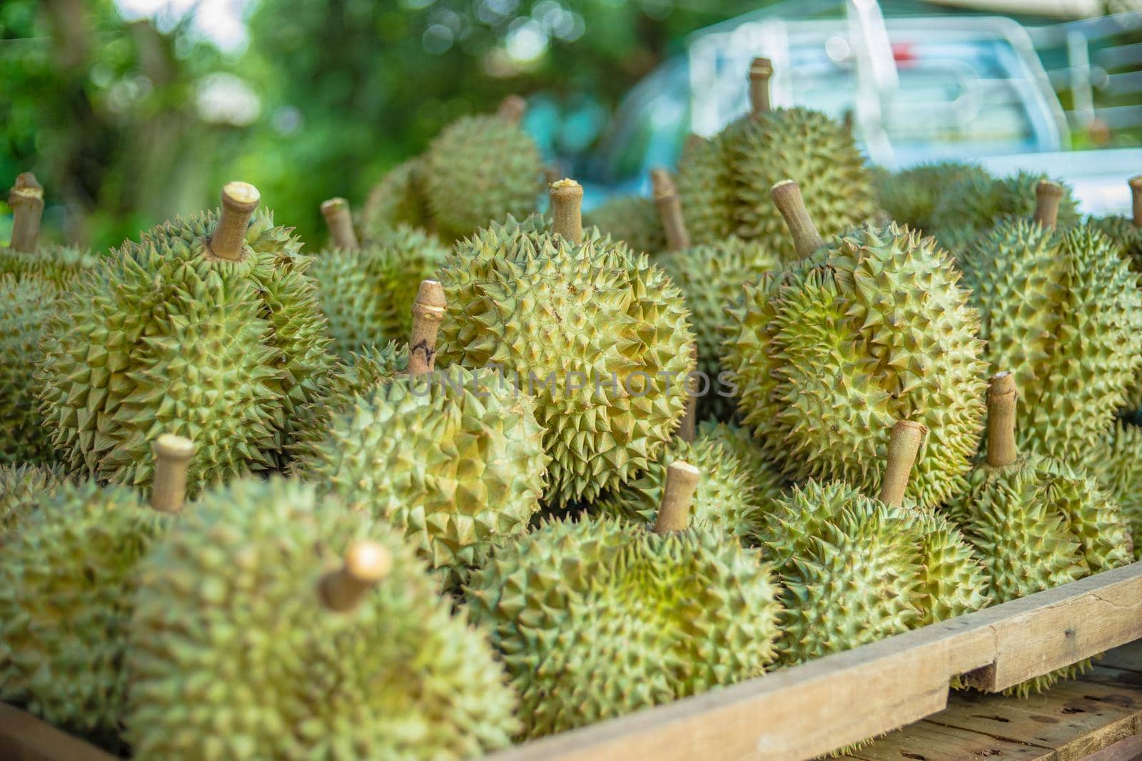 Durian has been arranged on wooden shelf to be displayed to the buyer by domonite