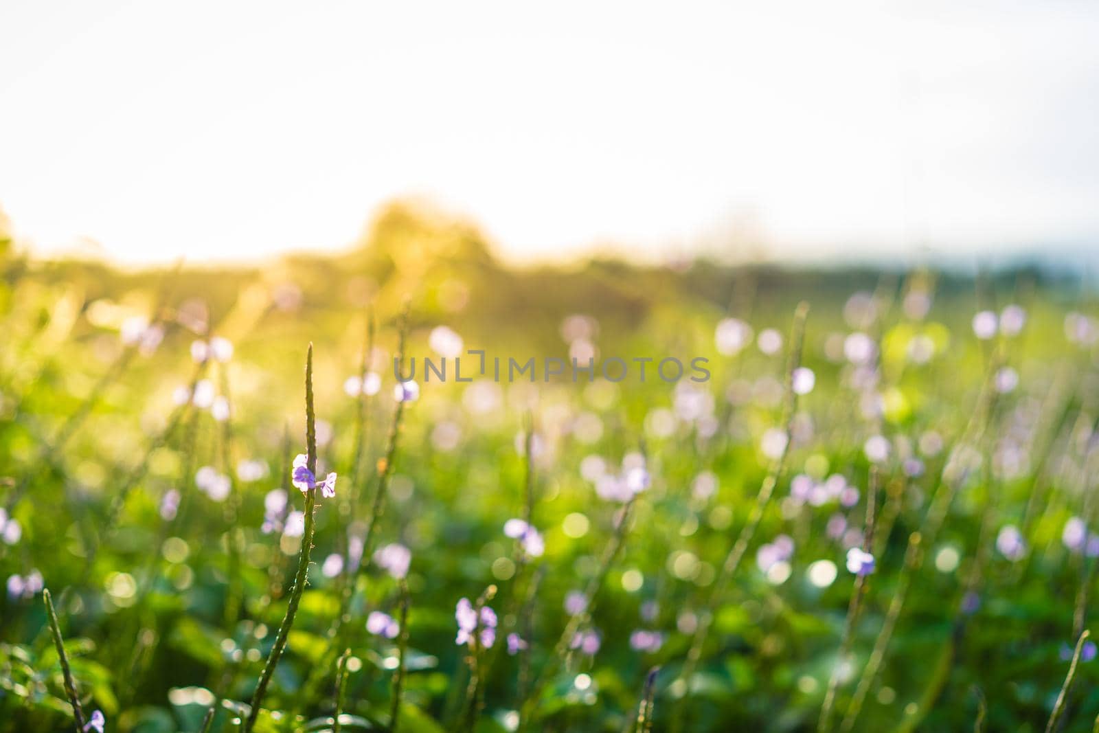 colorful grass flower with sunlight in the park