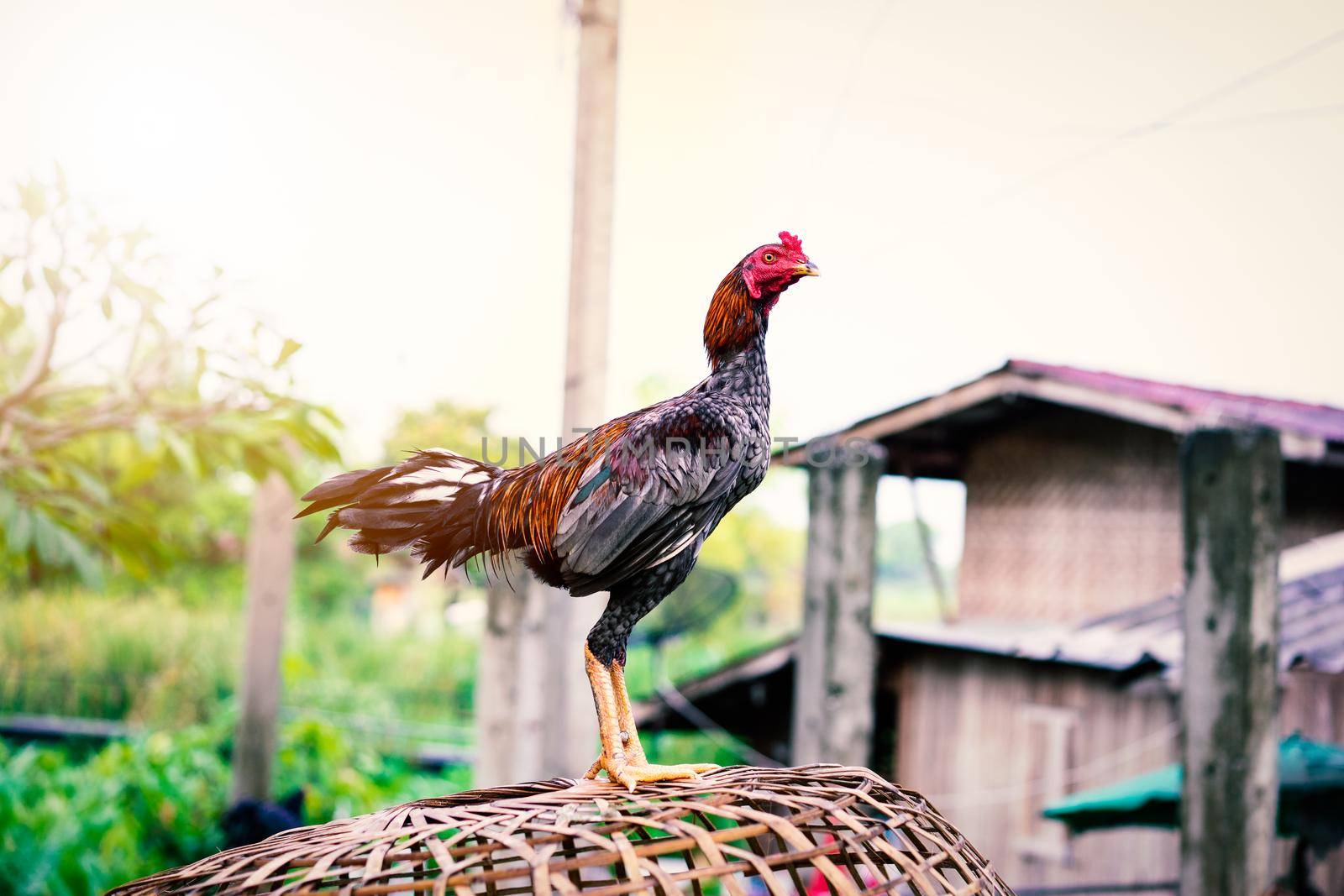 gamecock on the cage