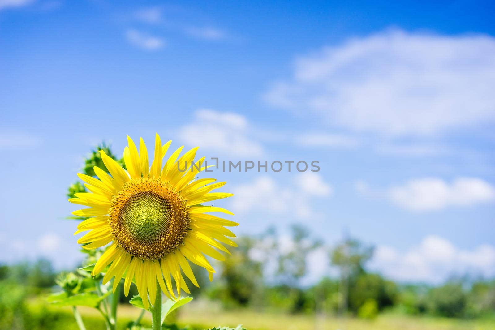 sunflower and blue sky in the garden by domonite