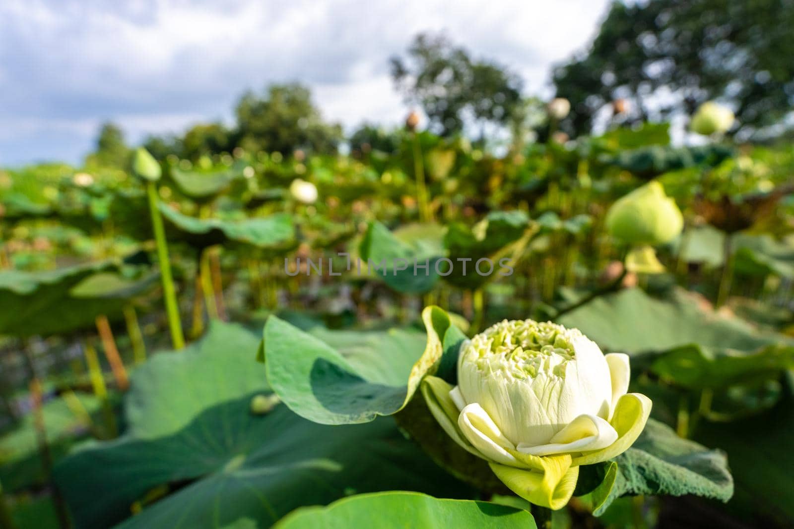 water lily with lotus leaf in the pond by domonite