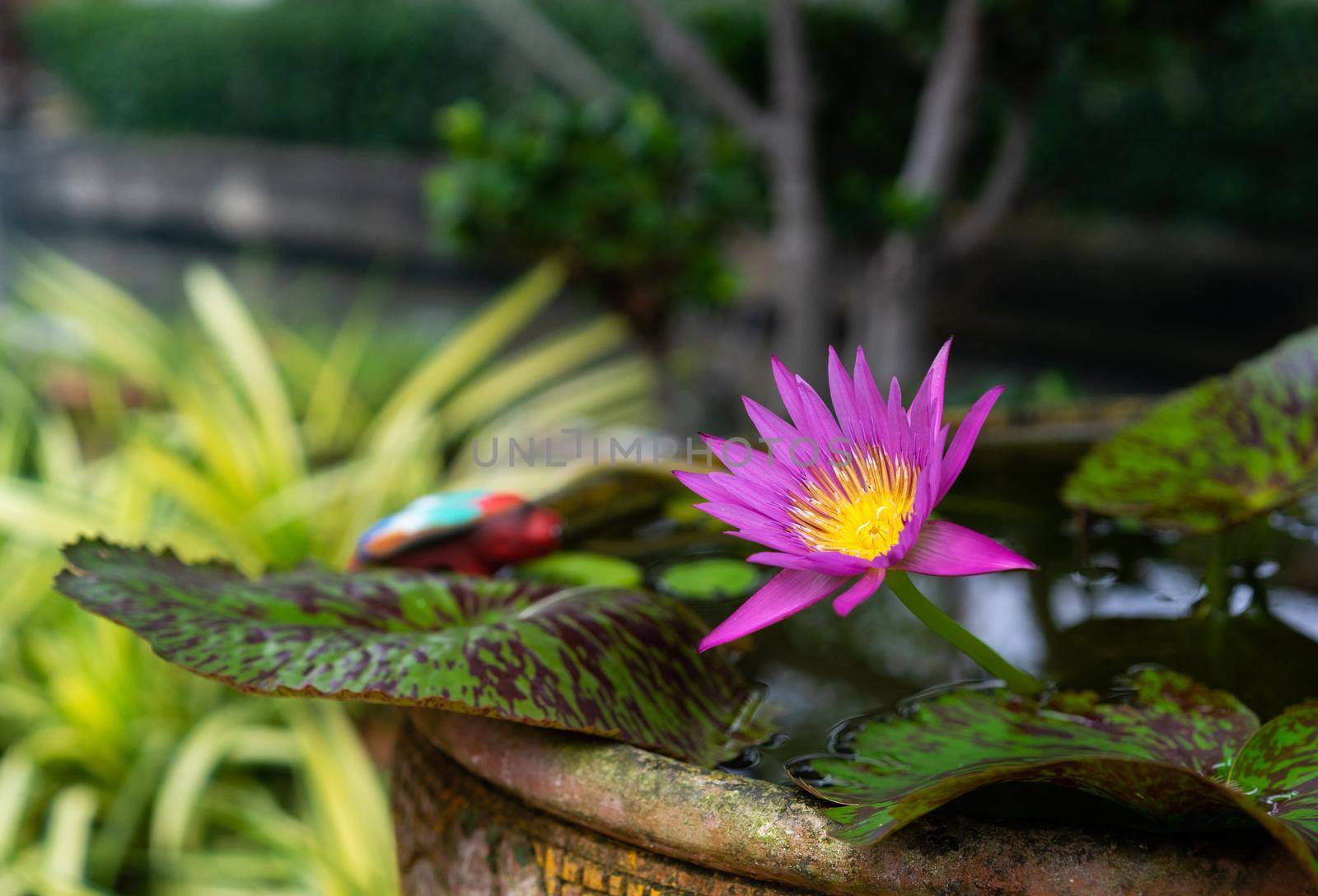 water lily with lotus leaf in basin by domonite