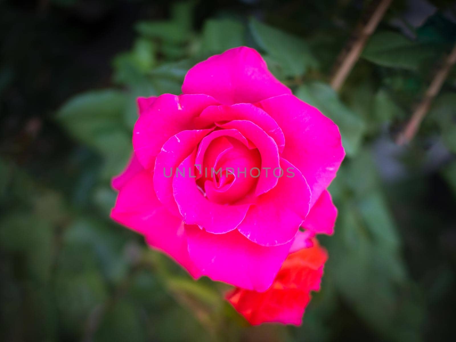 a beautiful natural hot pink rose by domonite
