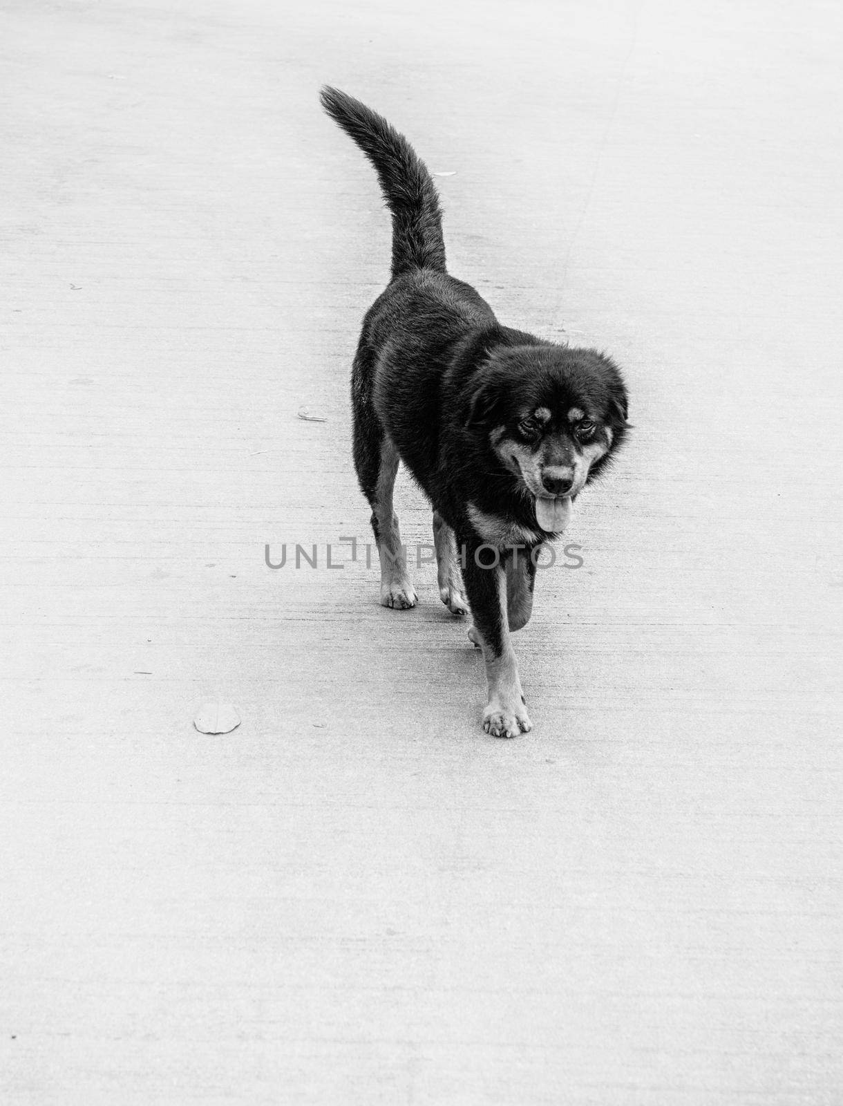 black dog on the road black&white