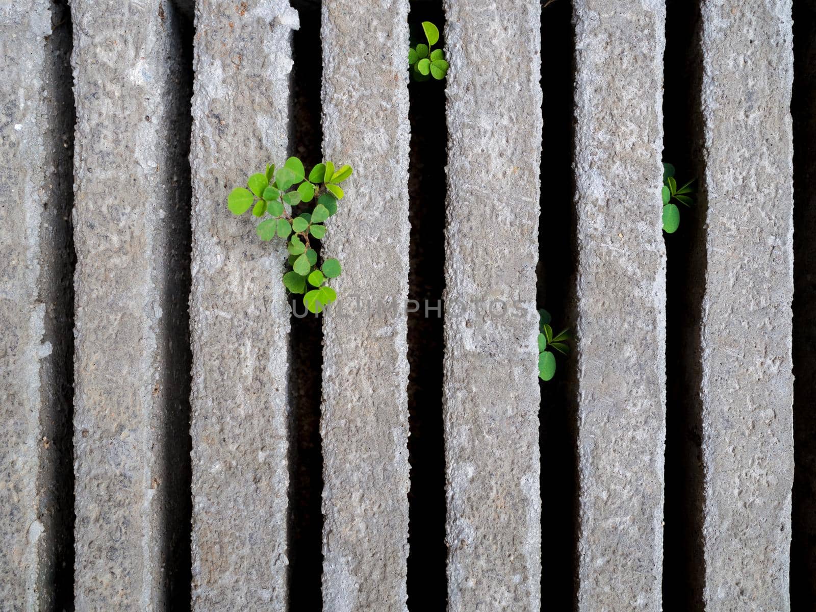 green grass in cement block background by domonite