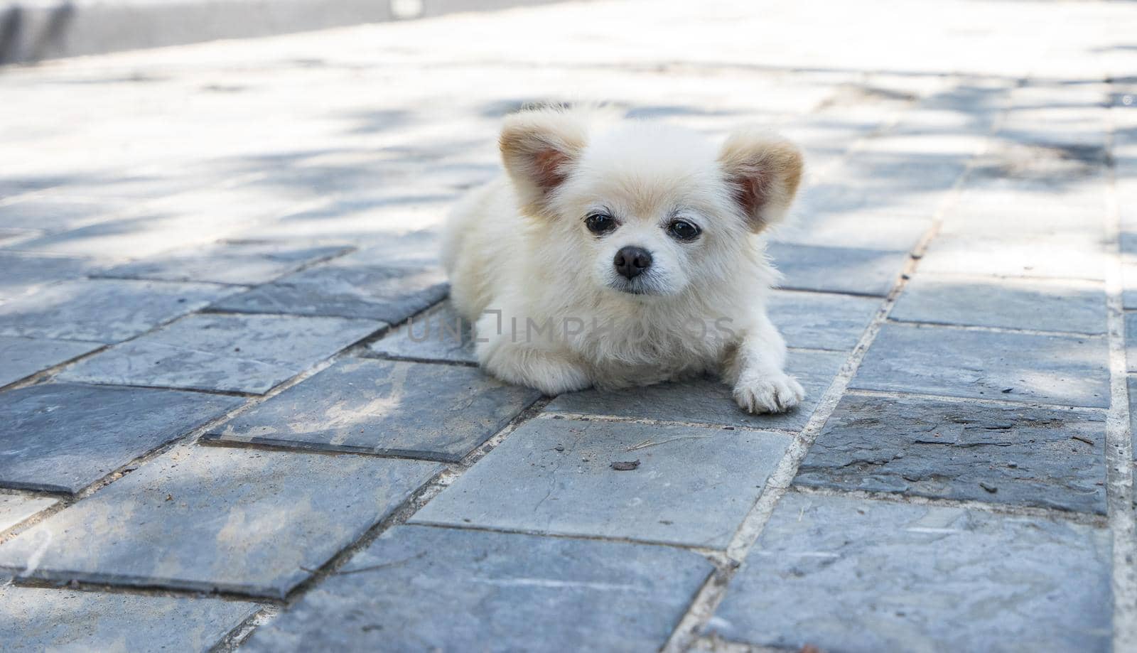 White puppy dog is lying on the road