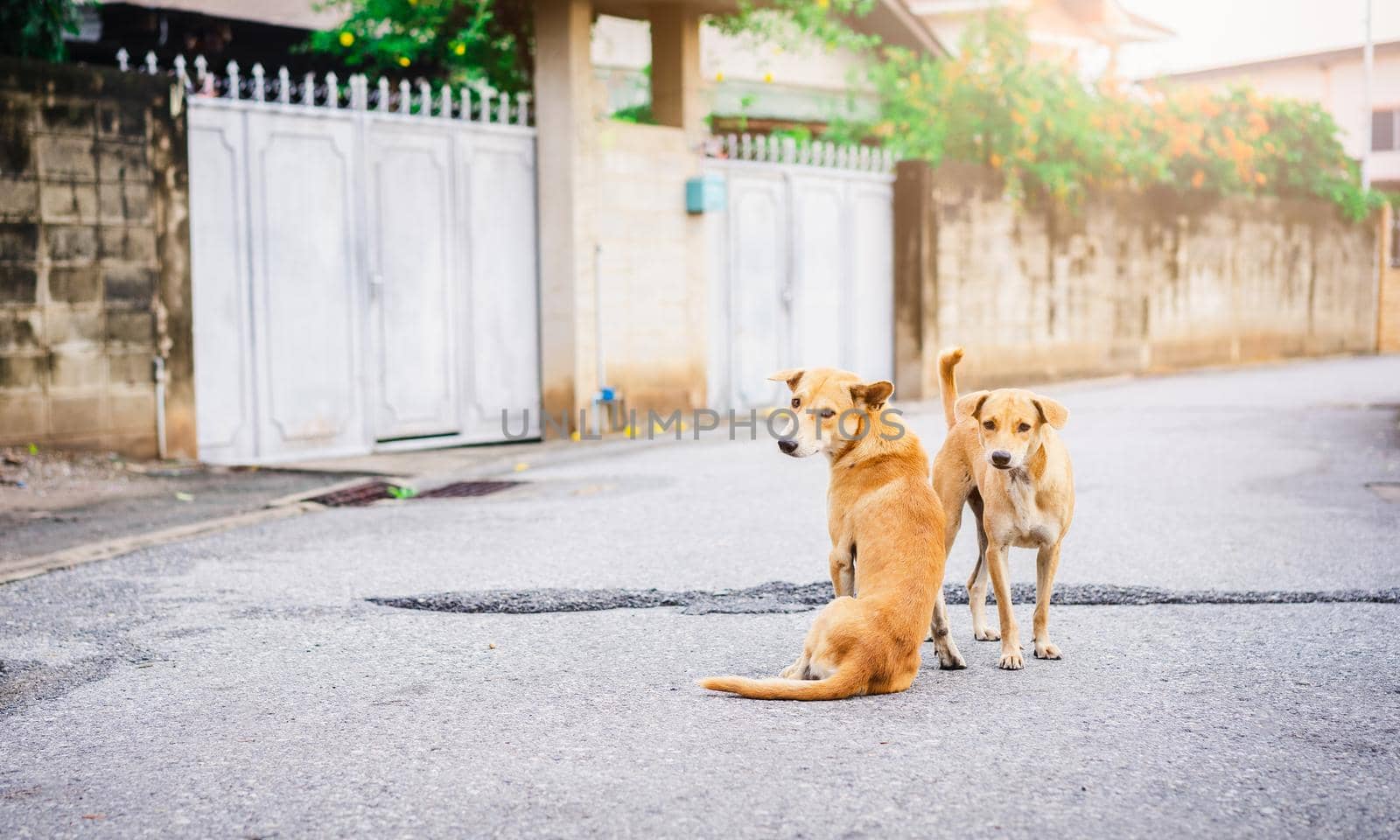 Two dogs standing on the road