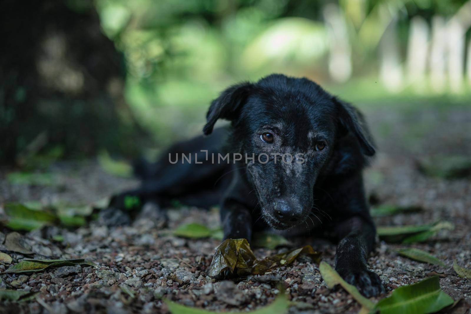 black dog lying on the ground by domonite