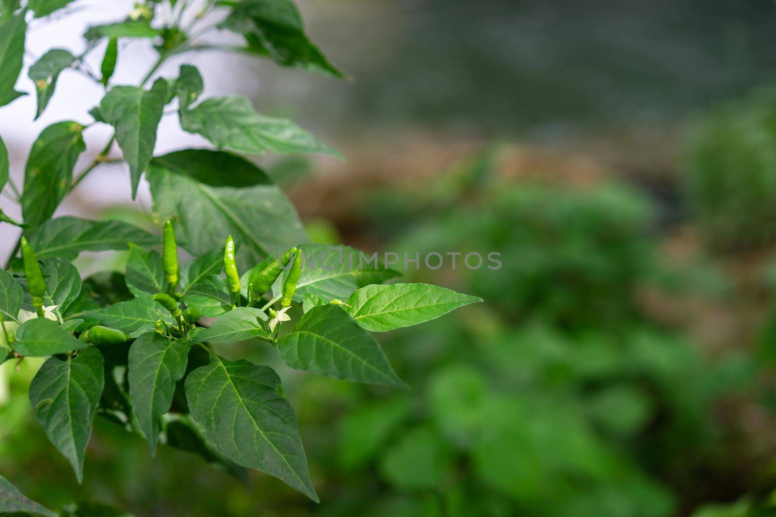 Green chili peppers on the tree in the garden by domonite