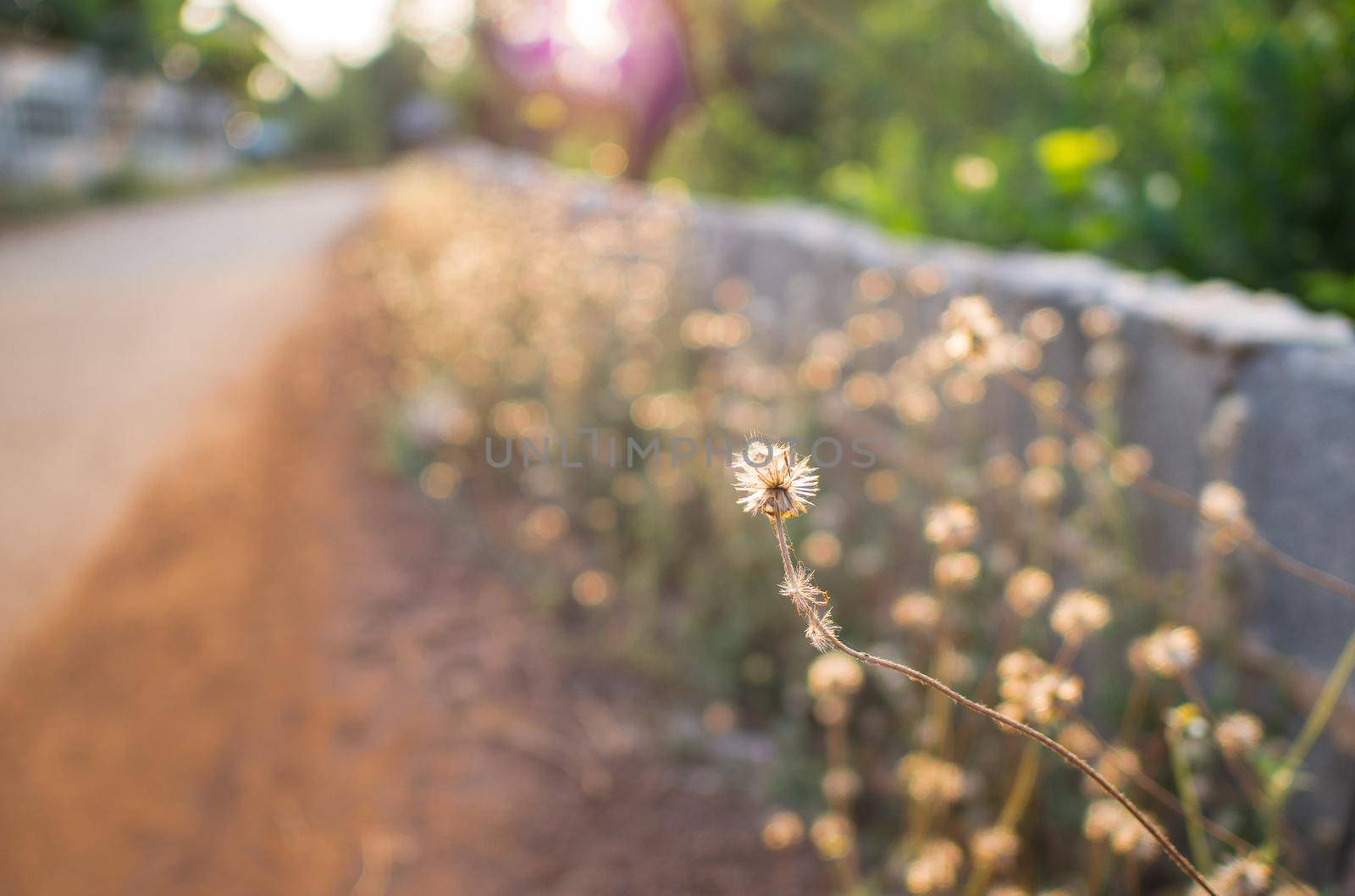 close up Tridax along the way in the evening by domonite