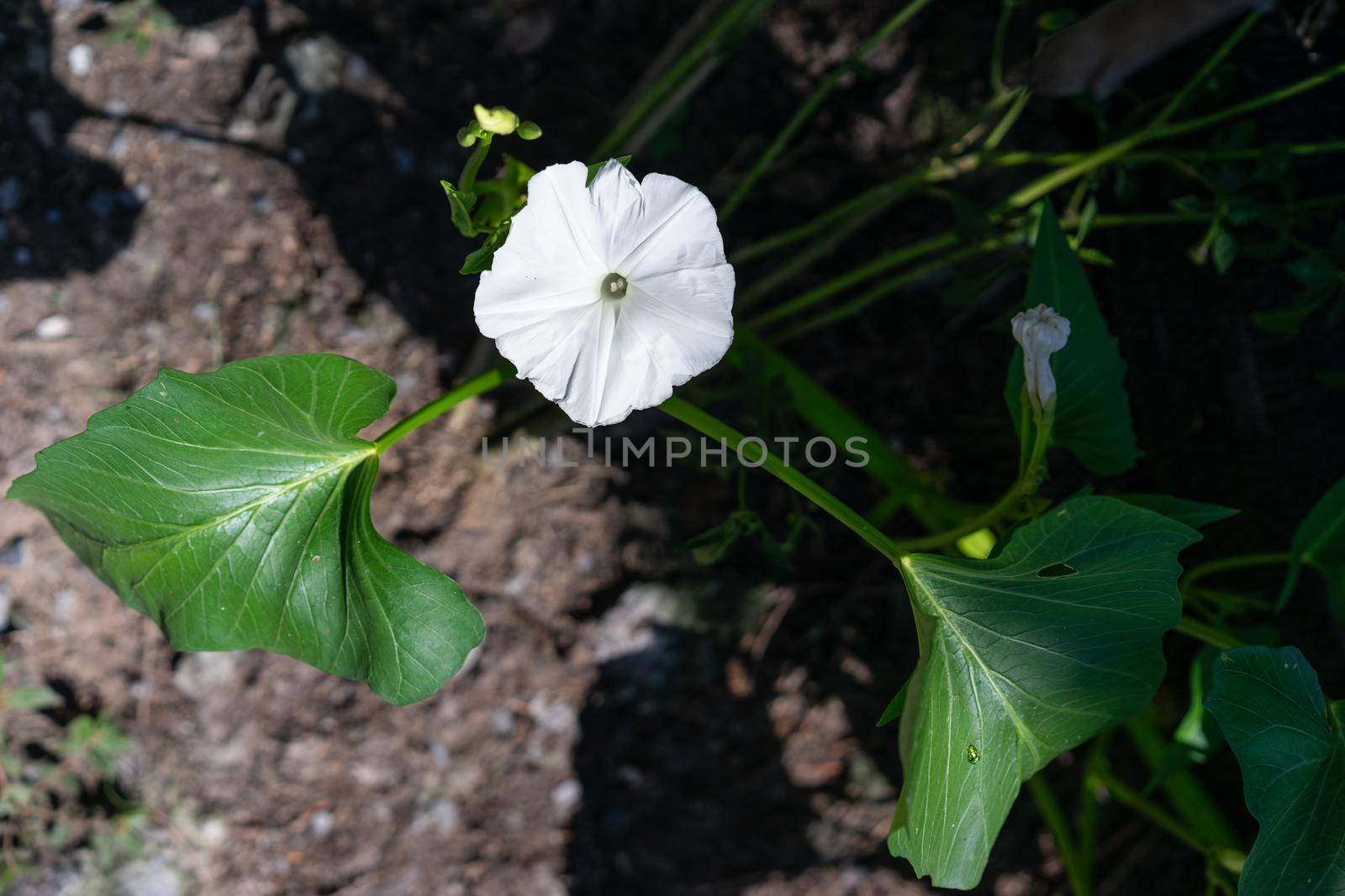Morning glory or White dwarf morning glory on the ground by domonite