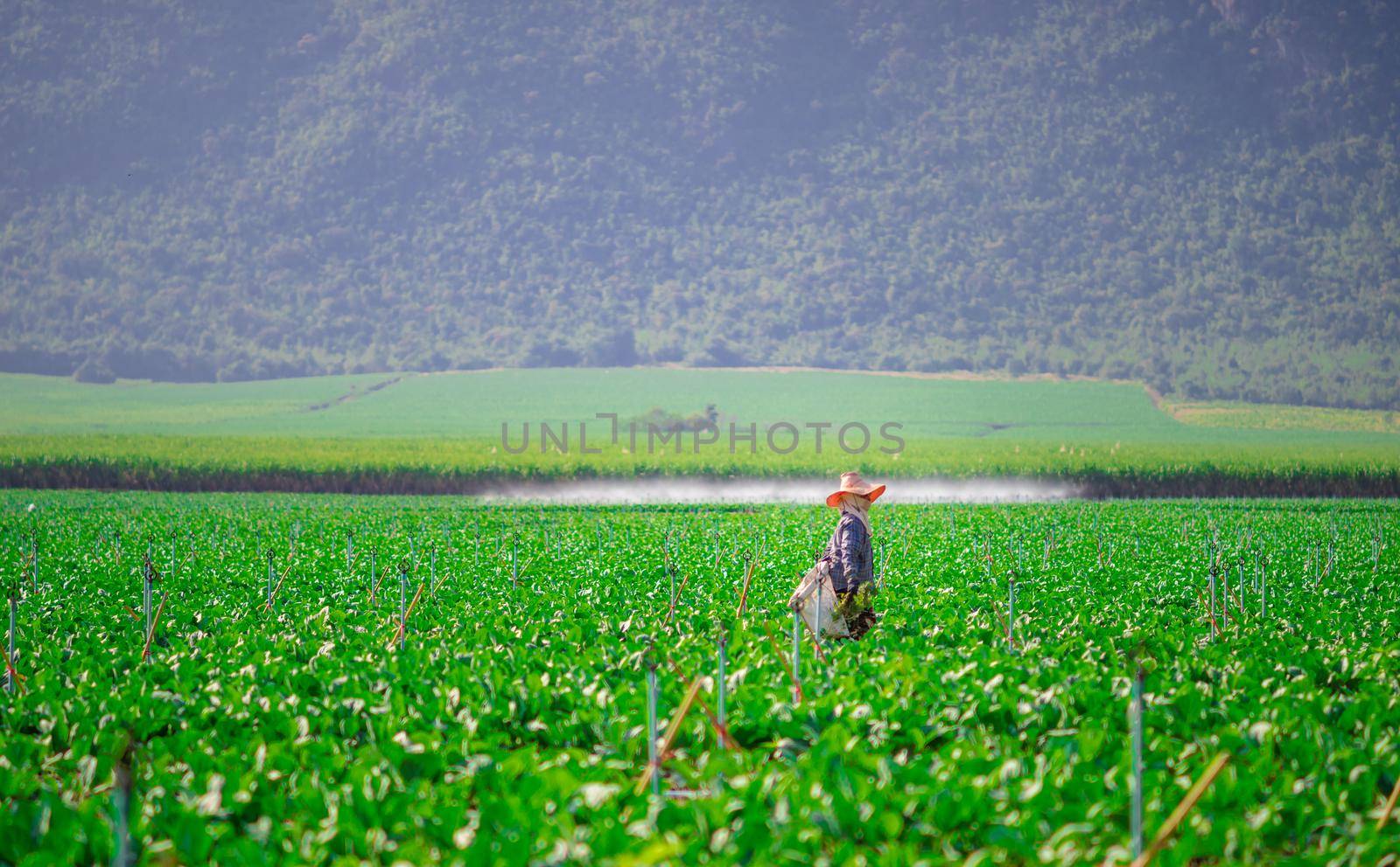 Gardener walking in Chinese Kale planted