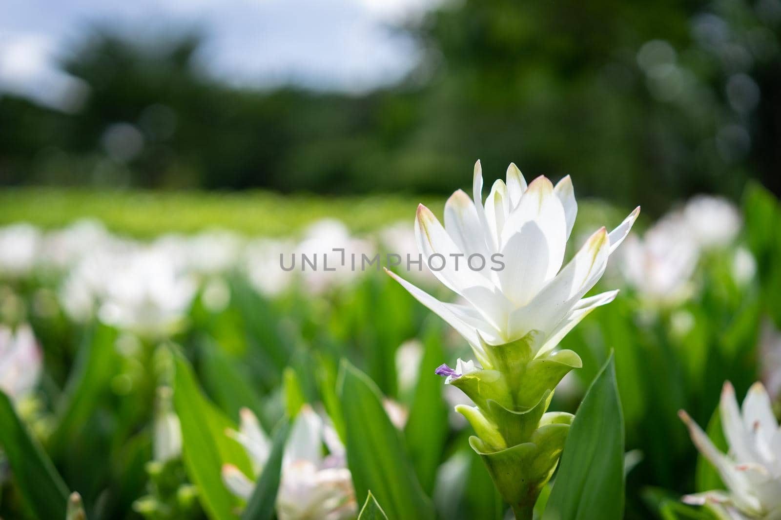 Close up of White Siam Tulip flower by domonite
