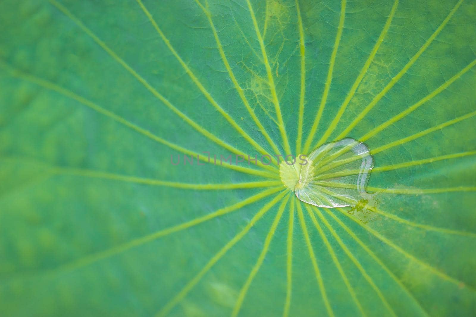 water drop on lotus leaf by domonite