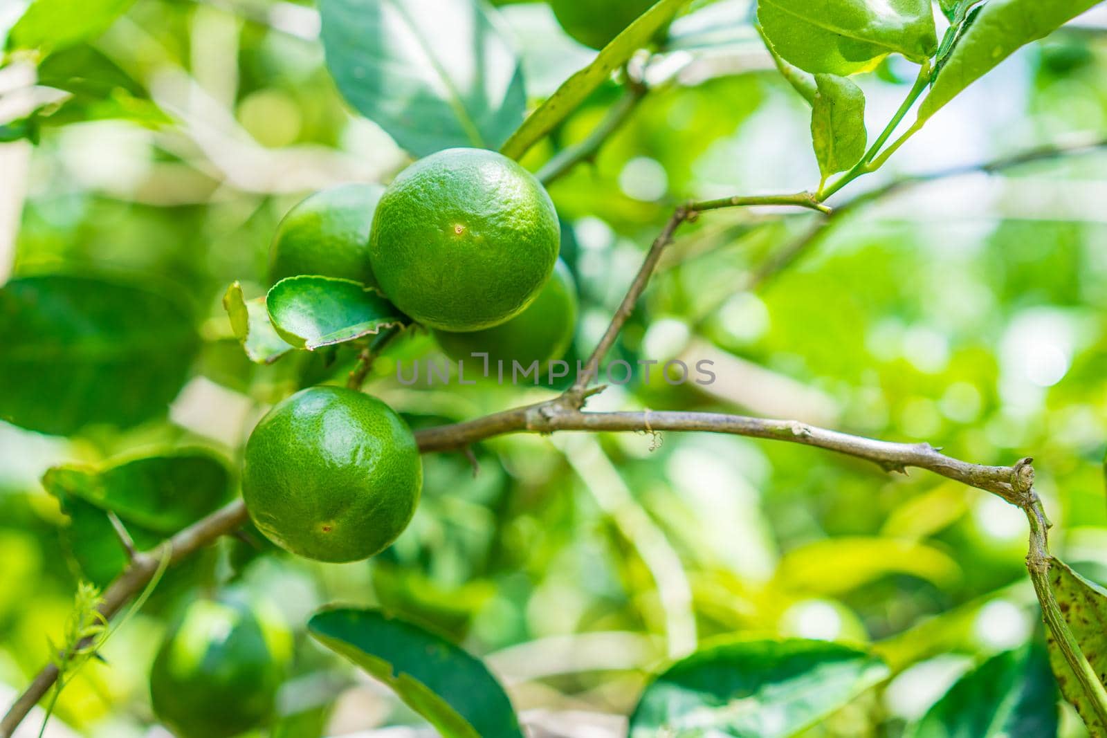 Green limes on a tree in the garden,excellent source of vitamin C by domonite