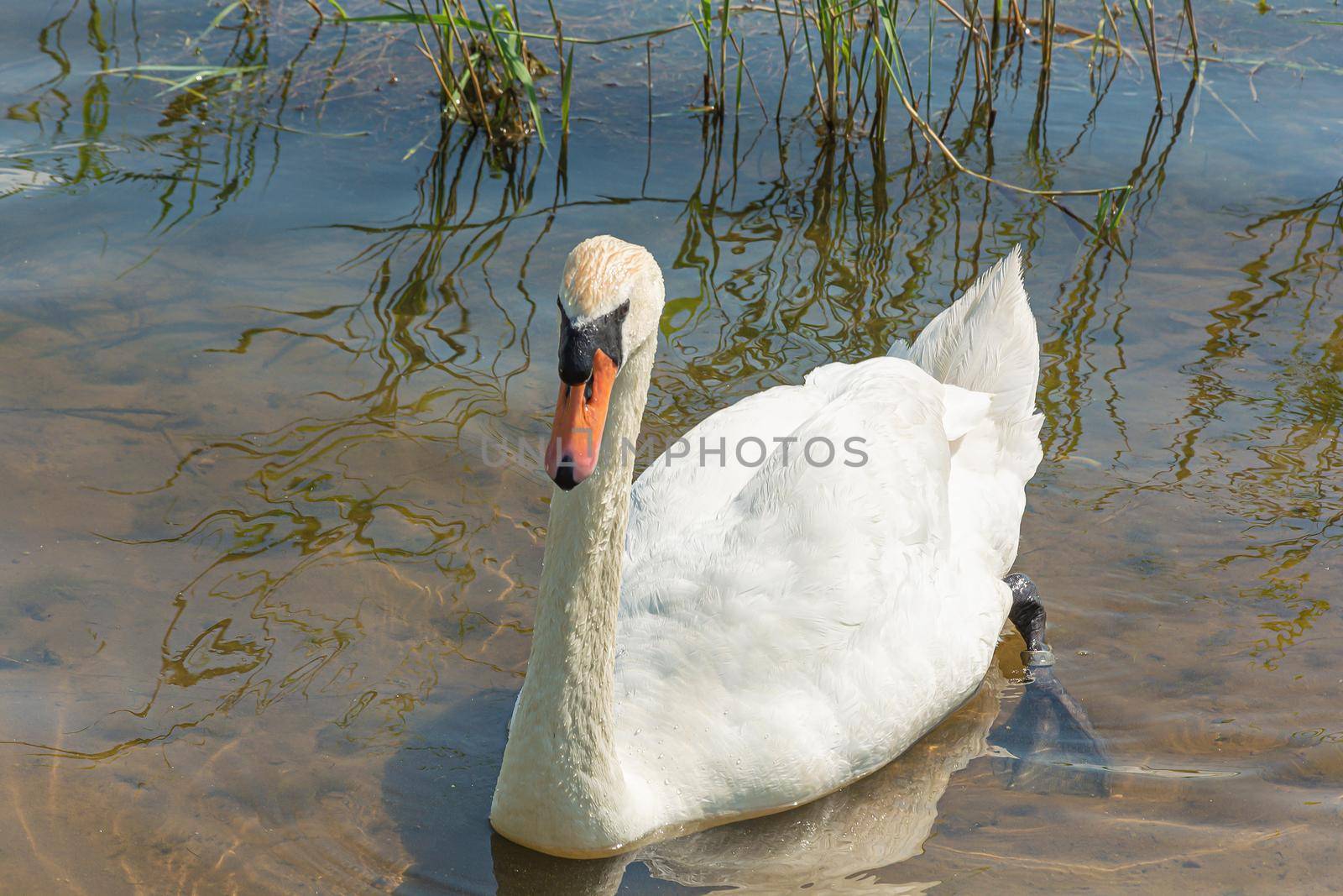 Wildlife. A close-up of a swan in the shallow water of a reservoir. Stock photo.